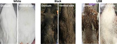 Transcriptome Reveals Multi Pigmentation Genes Affecting Dorsoventral Pattern in Avian Body